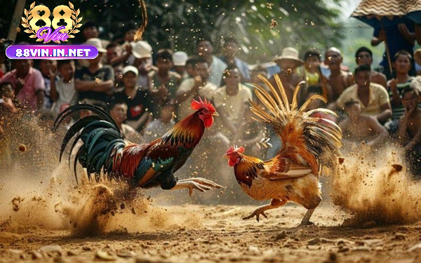 Các Hình Thức Đá Gà Tại 88vin