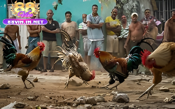 Đặc Điểm Ngoại Hình Đá Gà Chọi Cuba 88vin
