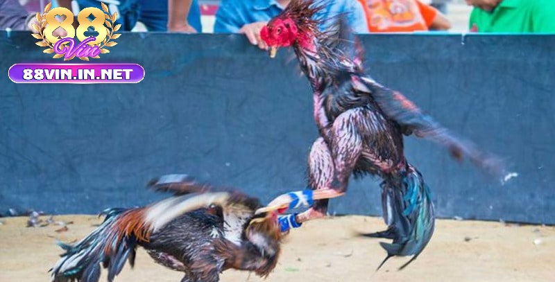 Điểm Khác Biệt Giúp 88vin Nổi Bật